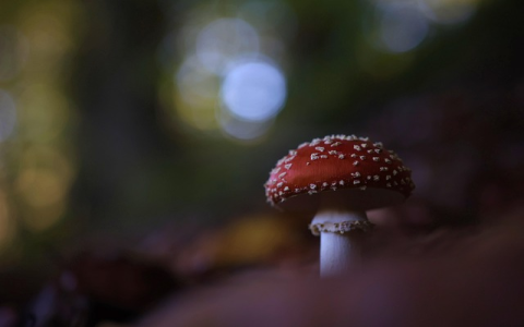 生产经营许可证如何办理(生产经营许可证办理流程)