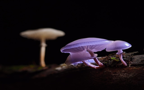 销售费用率计算公式是什么(讲述销售费用率多少合适)