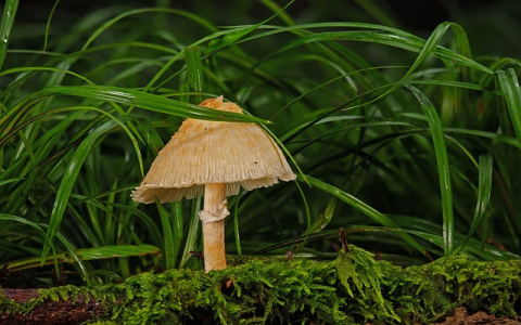 员工社保个人部分会计分录(社保申请表填写样本)